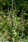 White false indigo